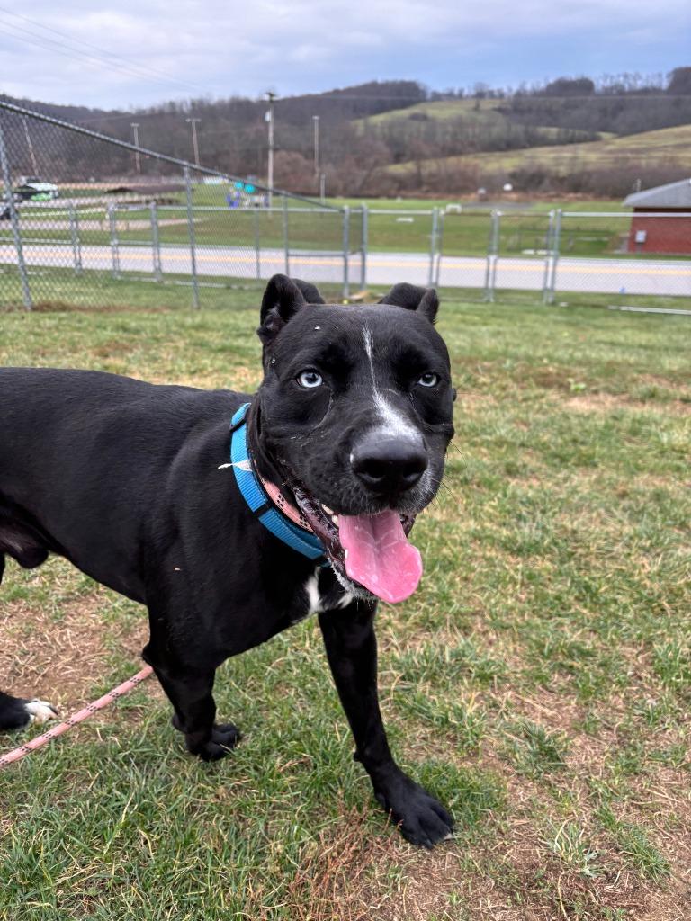 Enlarge Bud, a Adoptable Mixed Breed in New Manchester, WV image 4/6