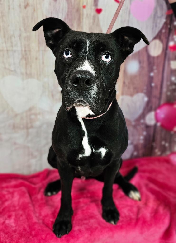 Enlarge Bud, a Adoptable Mixed Breed in New Manchester, WV image 5/6