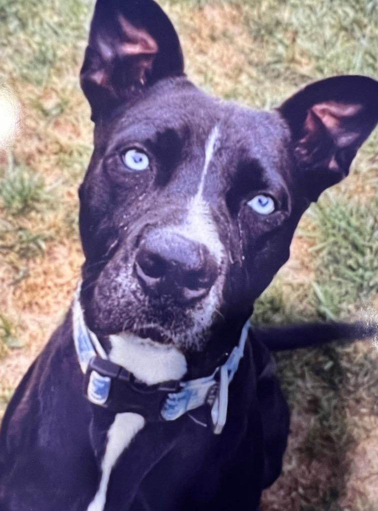 Enlarge Bud, a Adoptable Mixed Breed in New Manchester, WV image 6/6