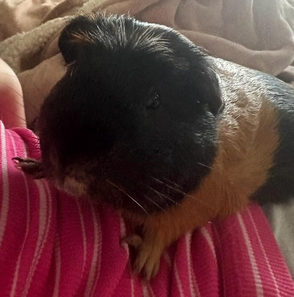 Enlarge Pumpkin, a Adoptable Guinea Pig in Pasco, WA image 1/3