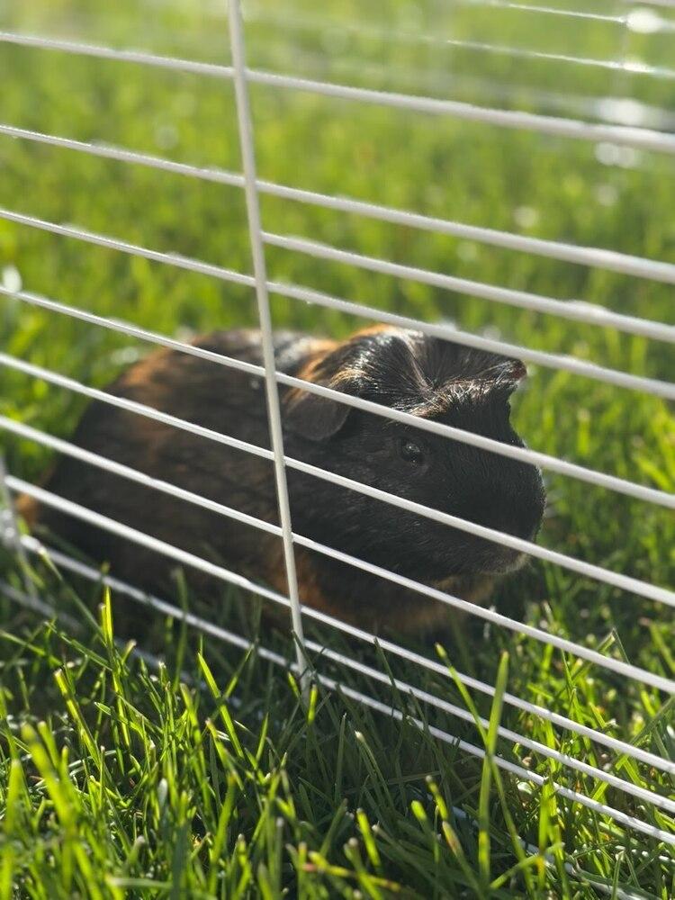 Enlarge Pumpkin, a Adoptable Guinea Pig in Pasco, WA image 2/3