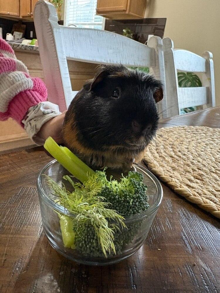 Enlarge Pumpkin, a Adoptable Guinea Pig in Pasco, WA image 3/3