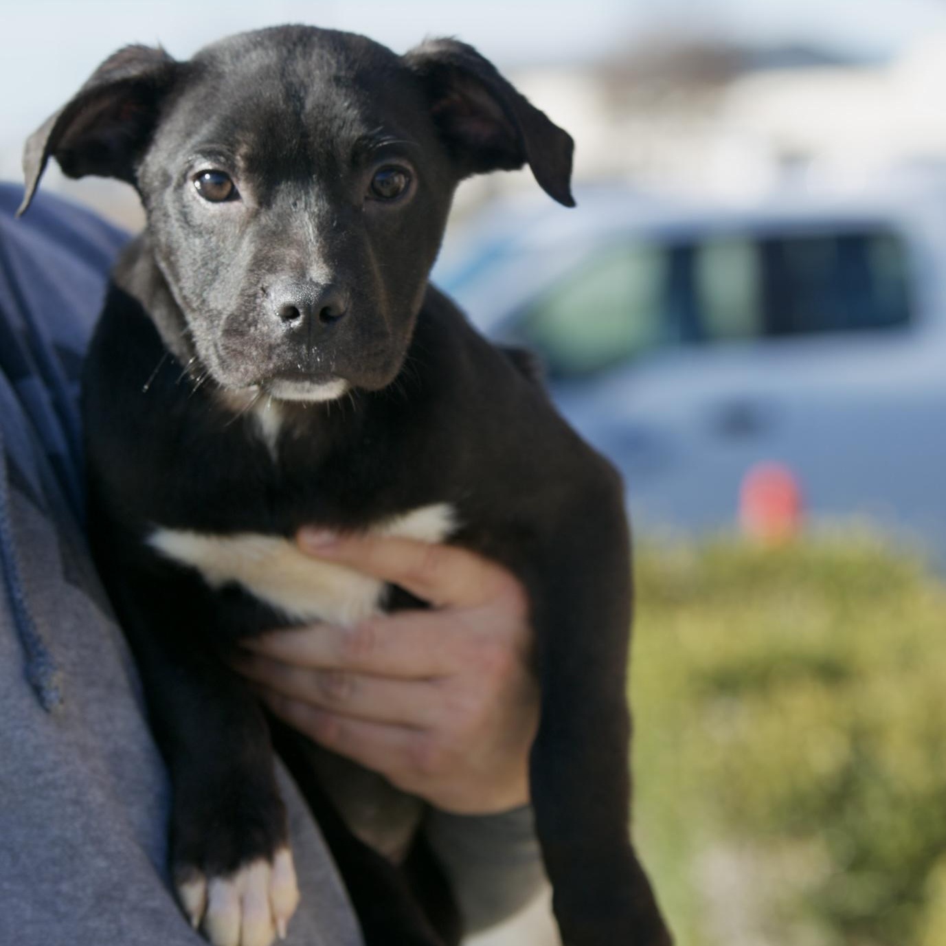 Enlarge Peaches, a ADOPTABLE mixed breed in Mount Sterling, KY image 2/5