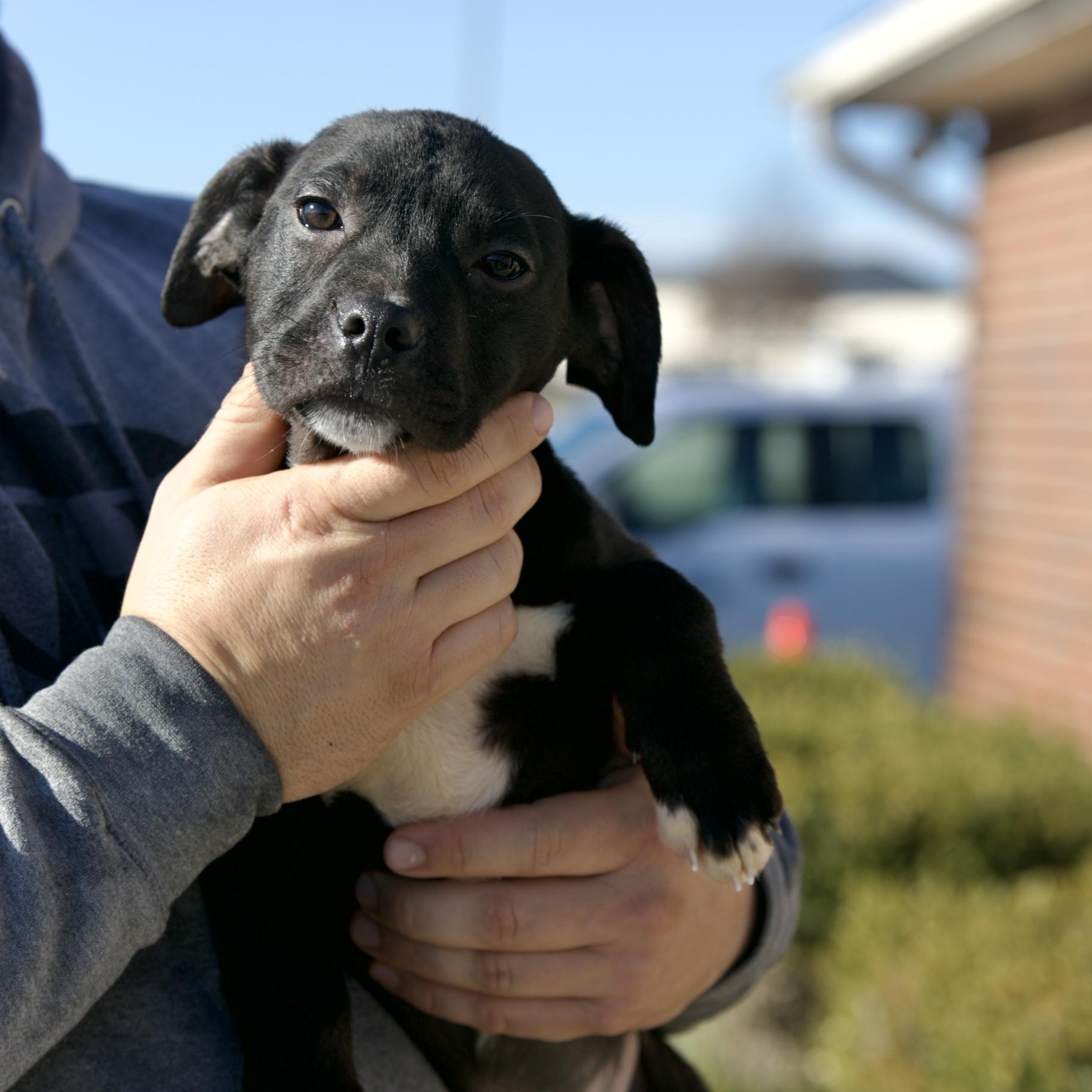 Enlarge Peaches, a ADOPTABLE mixed breed in Mount Sterling, KY image 3/5