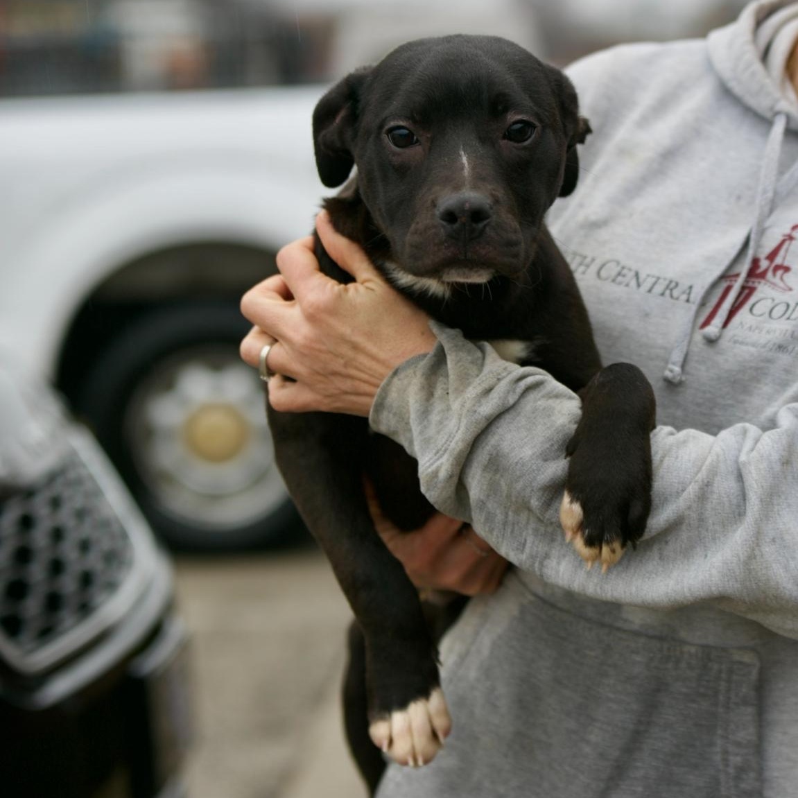 Peaches, ADOPTABLE, Puppy Female Pit Bull Terrier & Black Labrador Retriever.