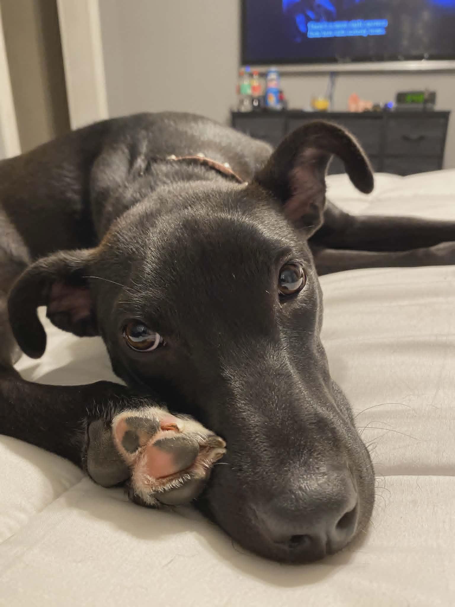 Truffles, a Adoptable mixed breed in Pleasant Lake, IN image 1/5