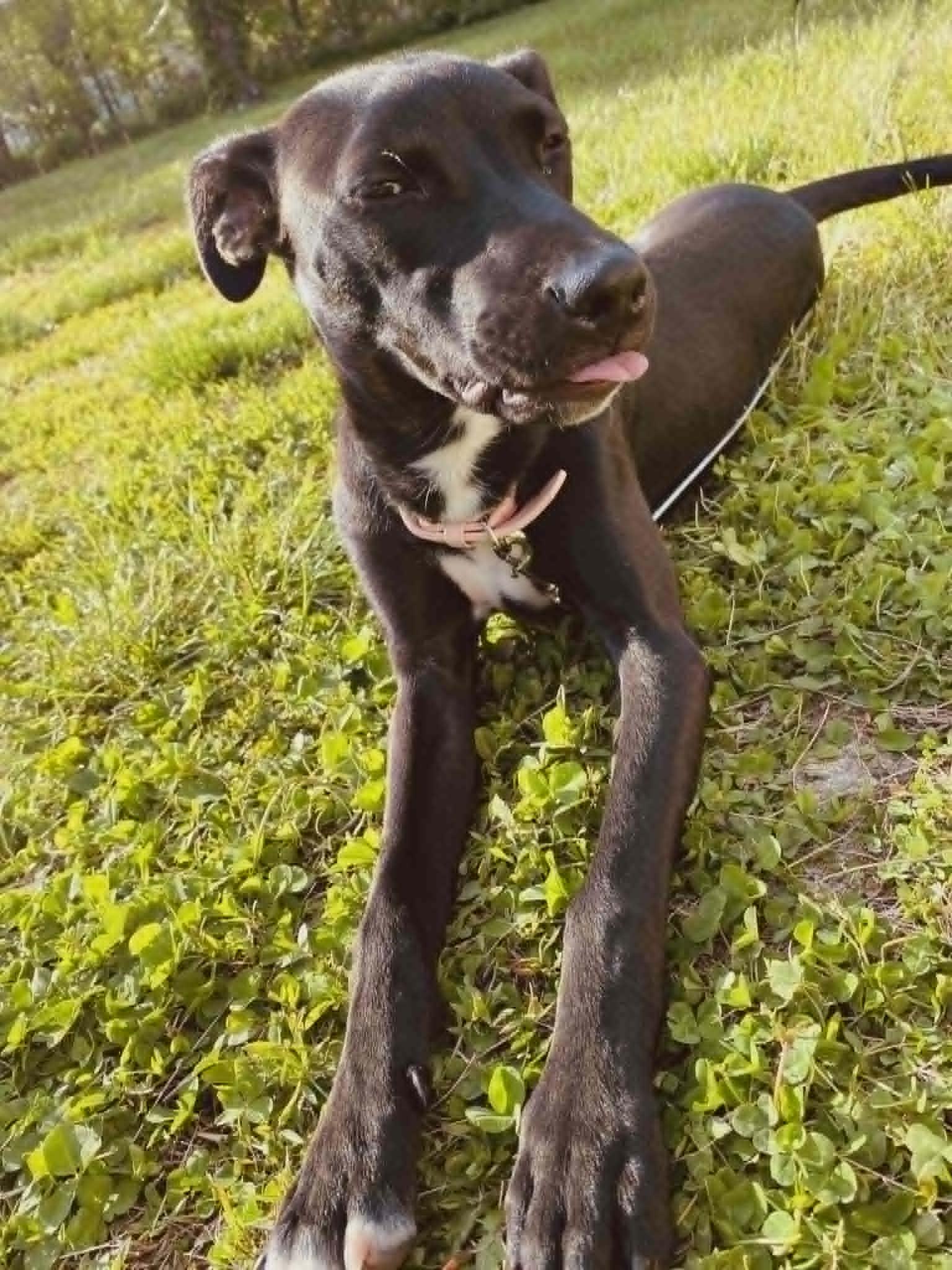 Truffles, a Adoptable mixed breed in Pleasant Lake, IN image 4/5