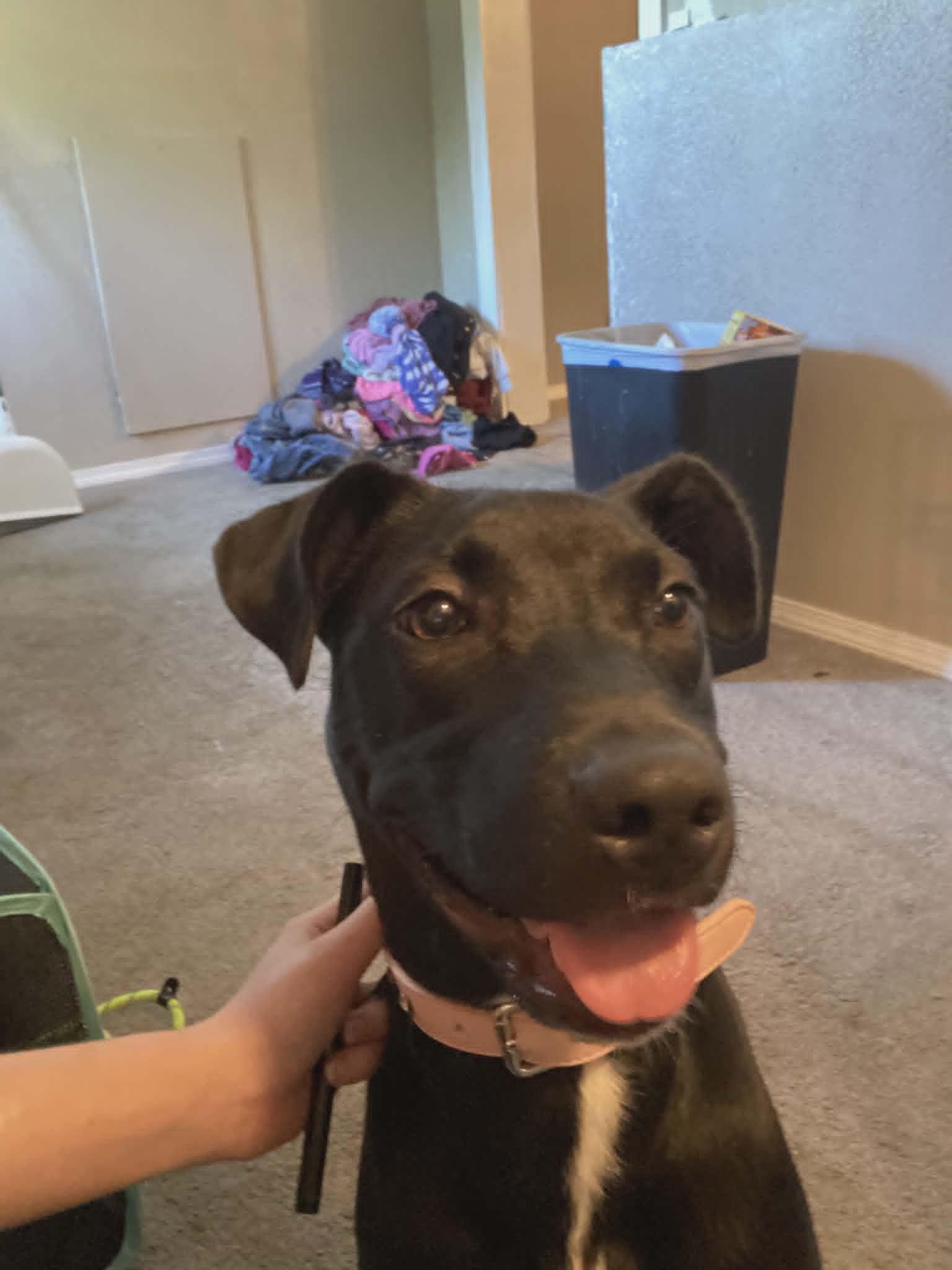 Truffles, a Adoptable mixed breed in Pleasant Lake, IN image 2/5