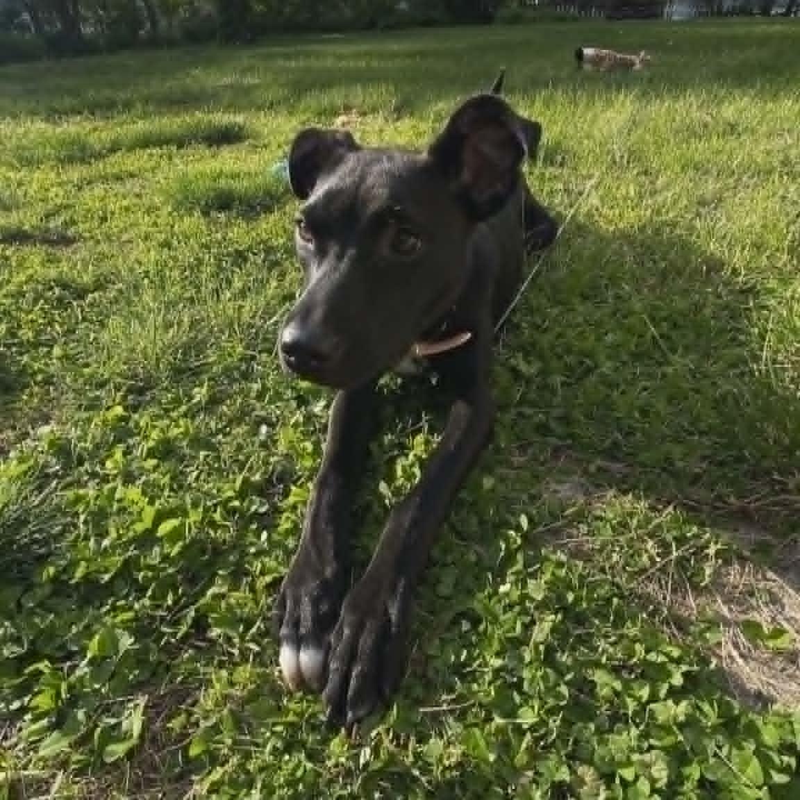 Truffles, a Adoptable mixed breed in Pleasant Lake, IN image 3/5