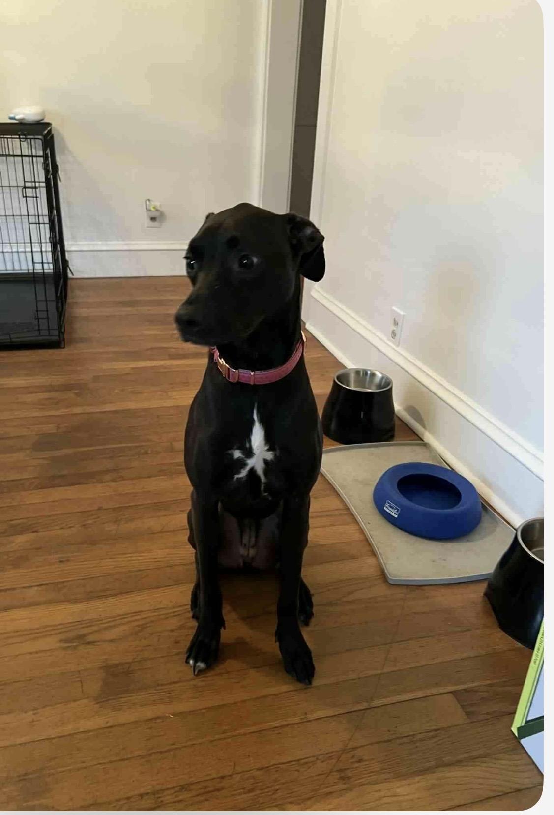 Enlarge Luna ( courtesy post ), a Adoptable mixed breed in WARREN, RI image 1/2