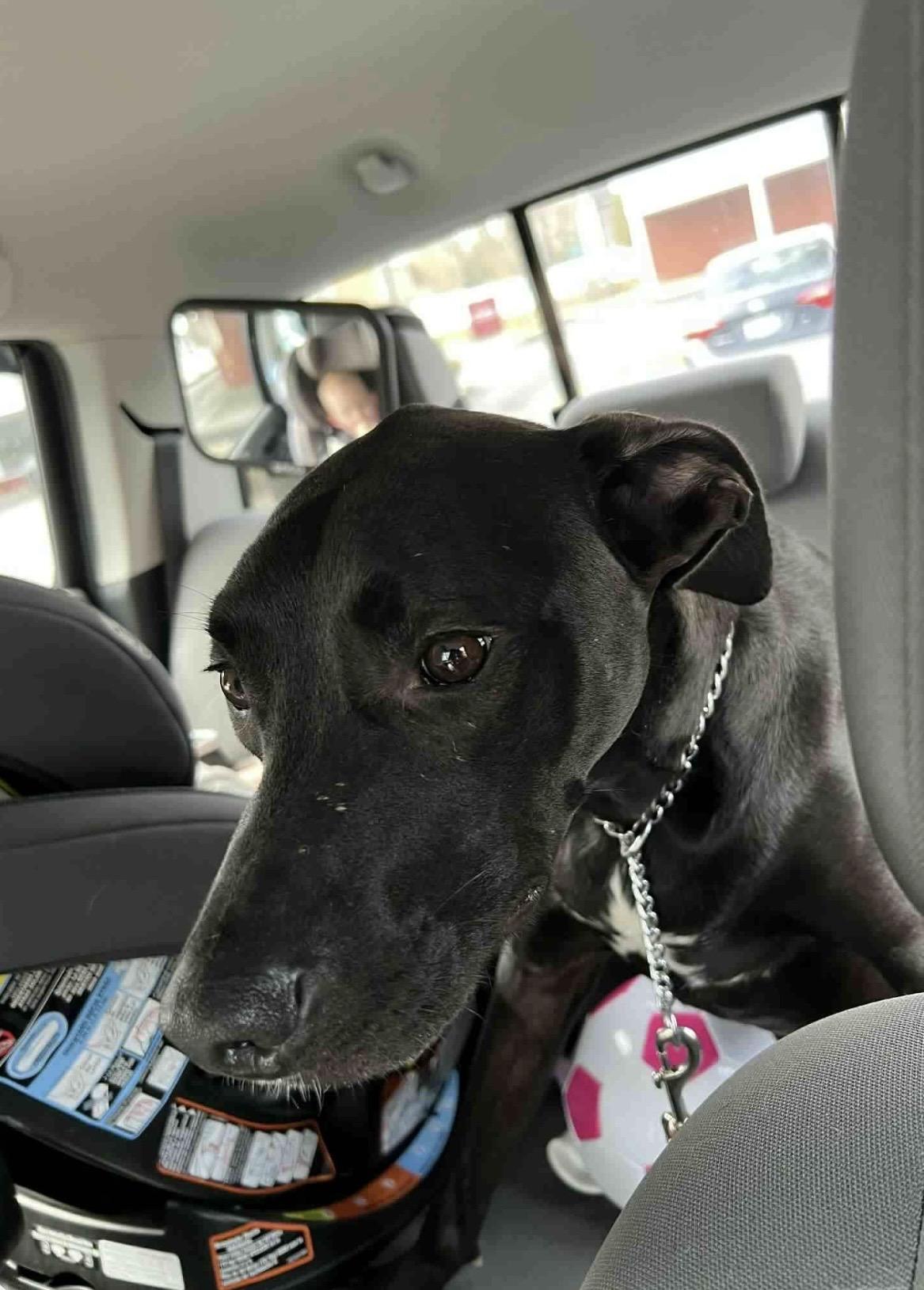 Enlarge Luna ( courtesy post ), a Adoptable mixed breed in WARREN, RI image 2/2