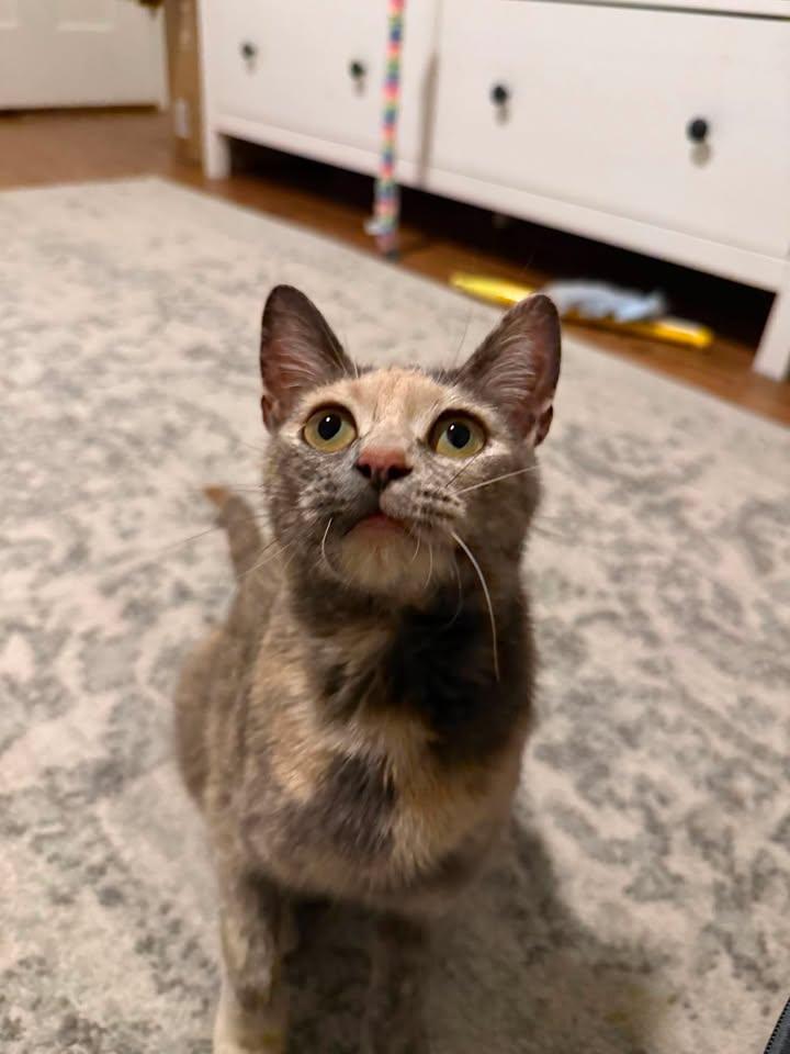 Libby, a ADOPTABLE Dilute Calico in Wilmington, NC image 2/3