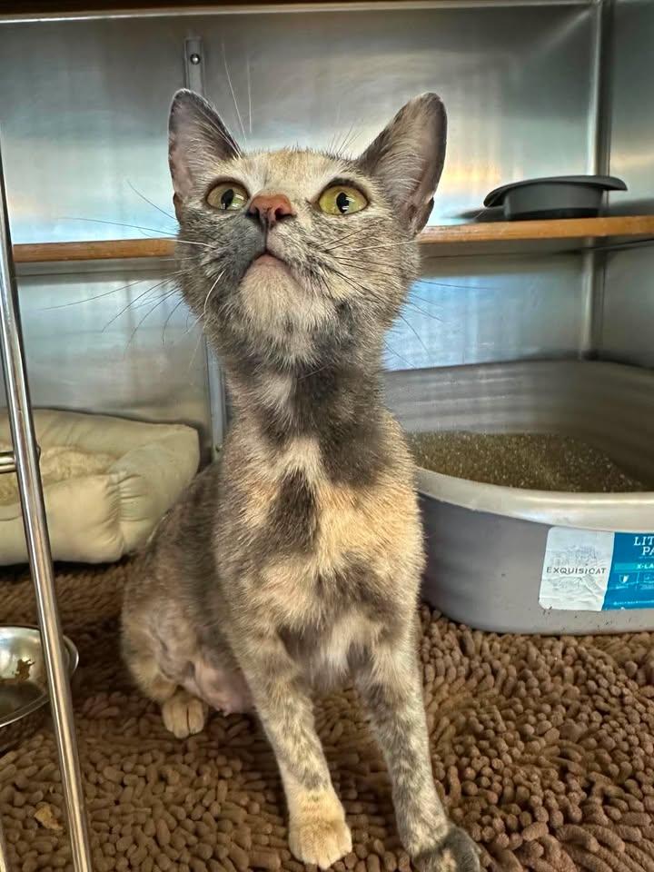 Libby, ADOPTABLE, Adult Female Dilute Calico.
