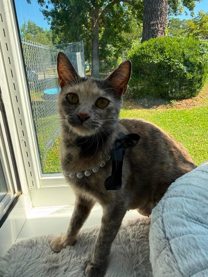 Libby, a ADOPTABLE Dilute Calico in Wilmington, NC image 3/3