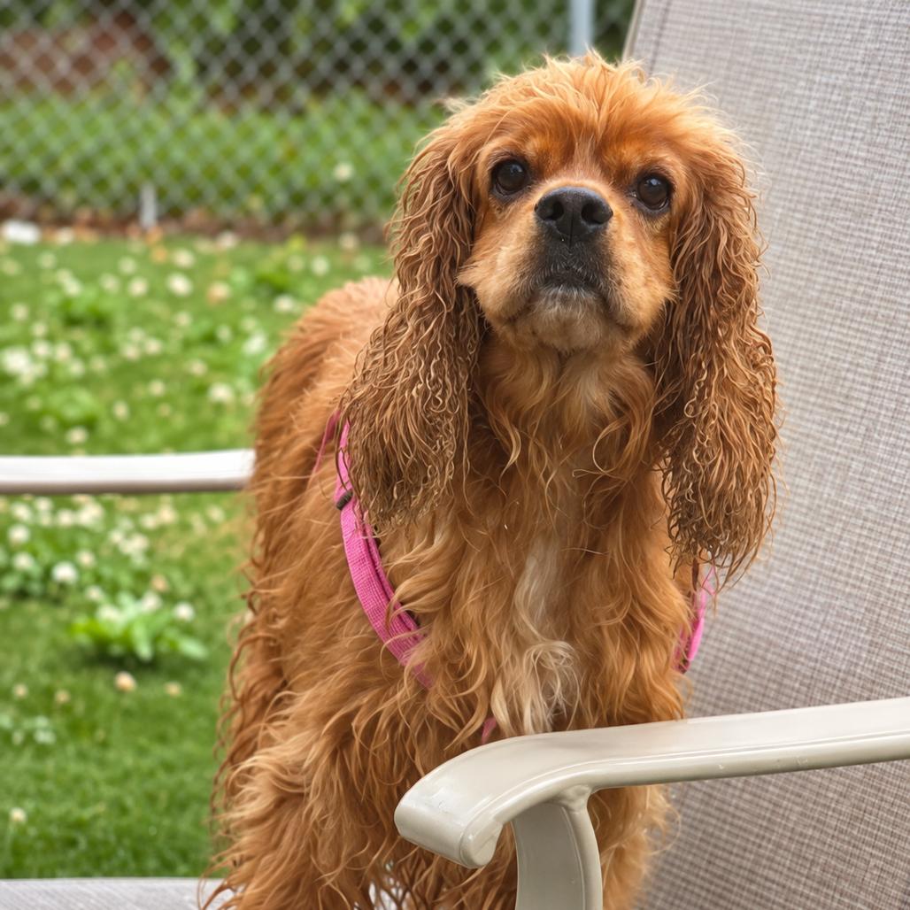 Cocomo, Adoptable, Adult Female Cocker Spaniel.