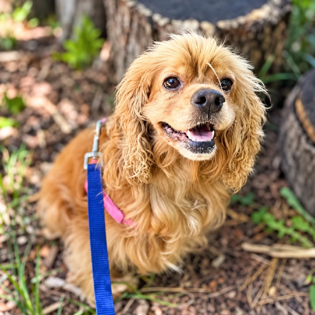 Enlarge Cocomo, a Adoptable Cocker Spaniel in Arlington, VA image 2/2