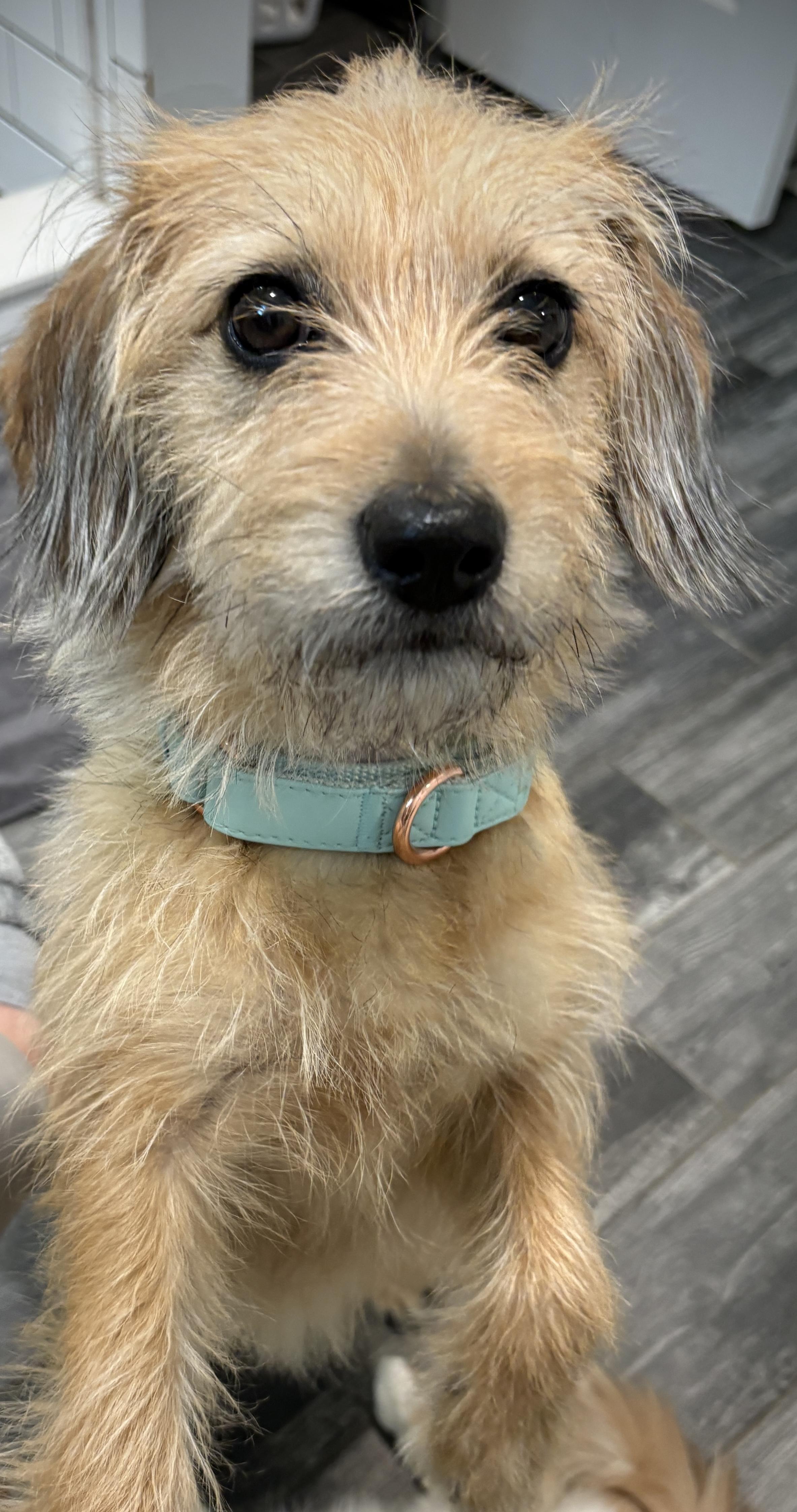 Enlarge Dottie Lee , an adopted mixed breed in Chelmsford, MA image 1/1