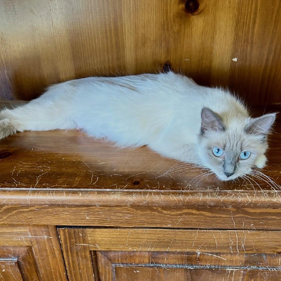 Peachy, adopted, Young Female Domestic Short Hair.