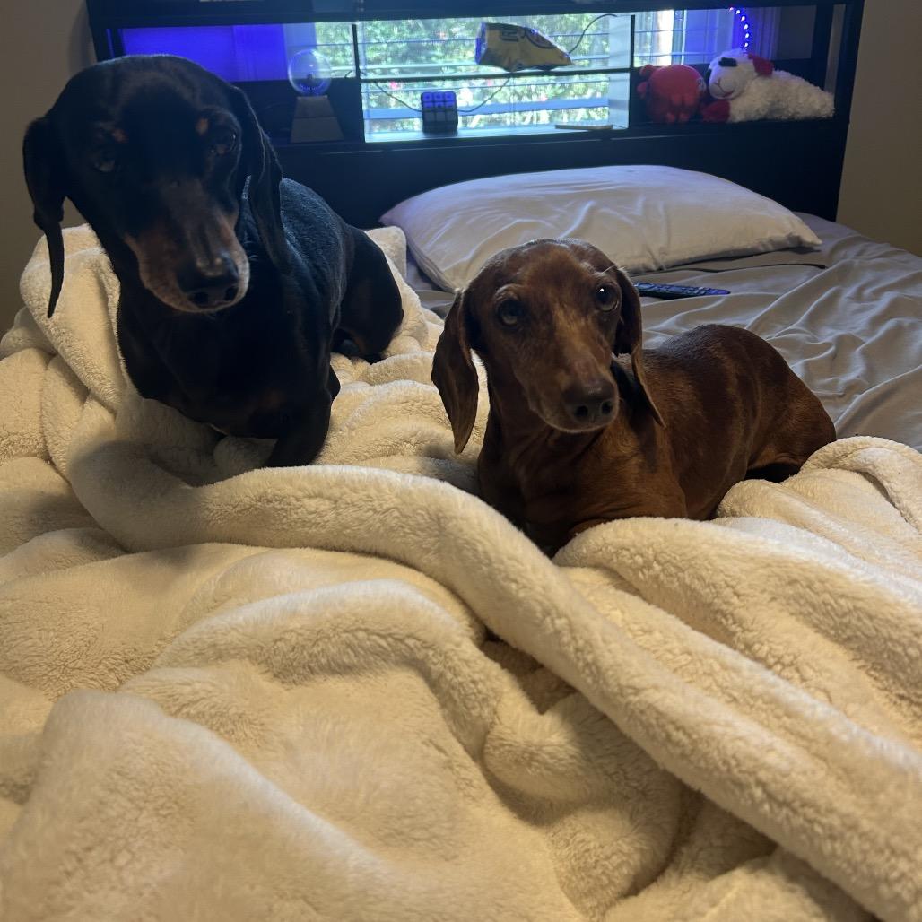 Penny, a Adoptable Dachshund in Baton Rouge, LA image 2/2