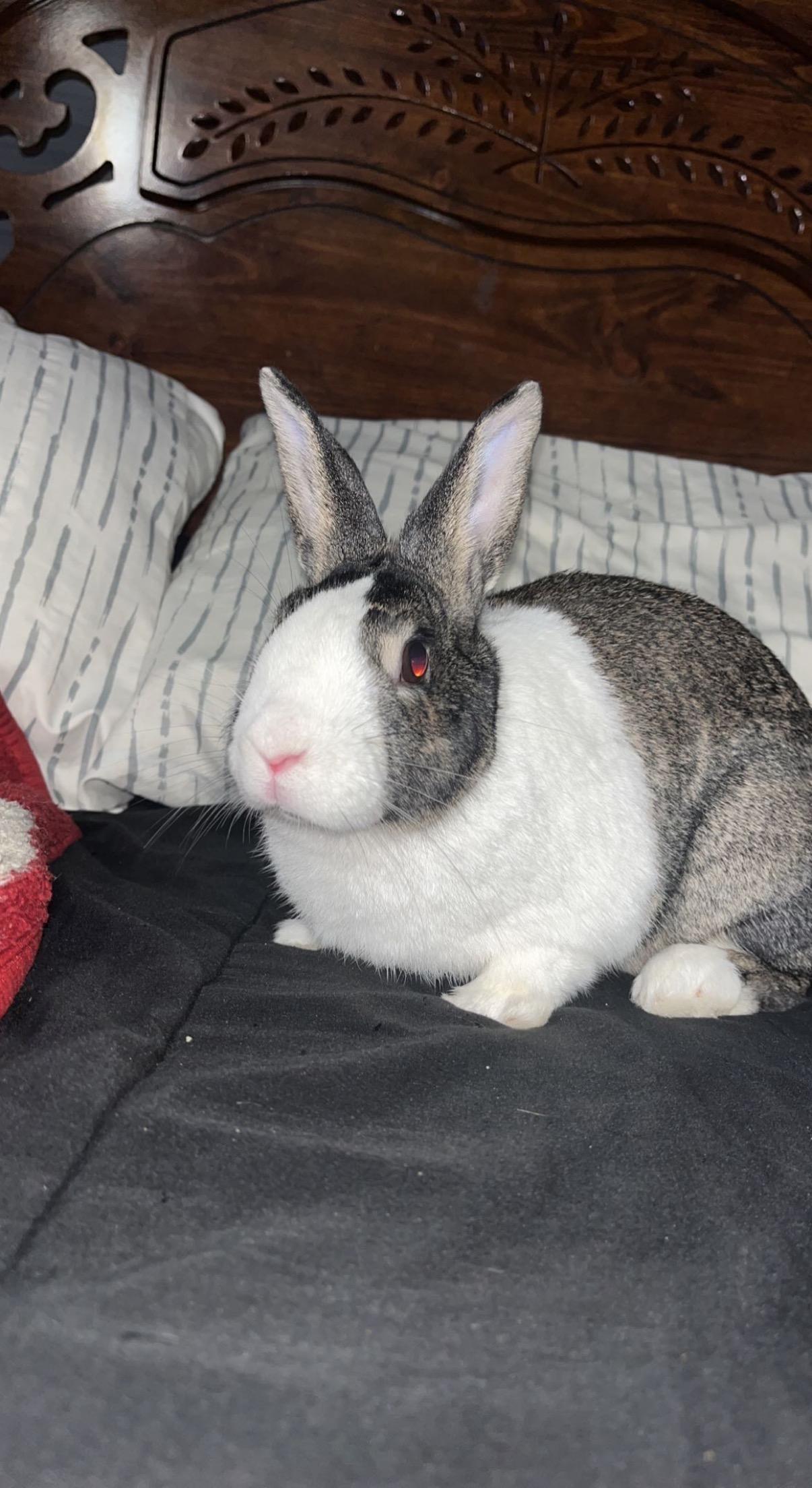 Enlarge *Bloem, a ADOPTABLE Dutch in Waynesboro, VA image 2/3