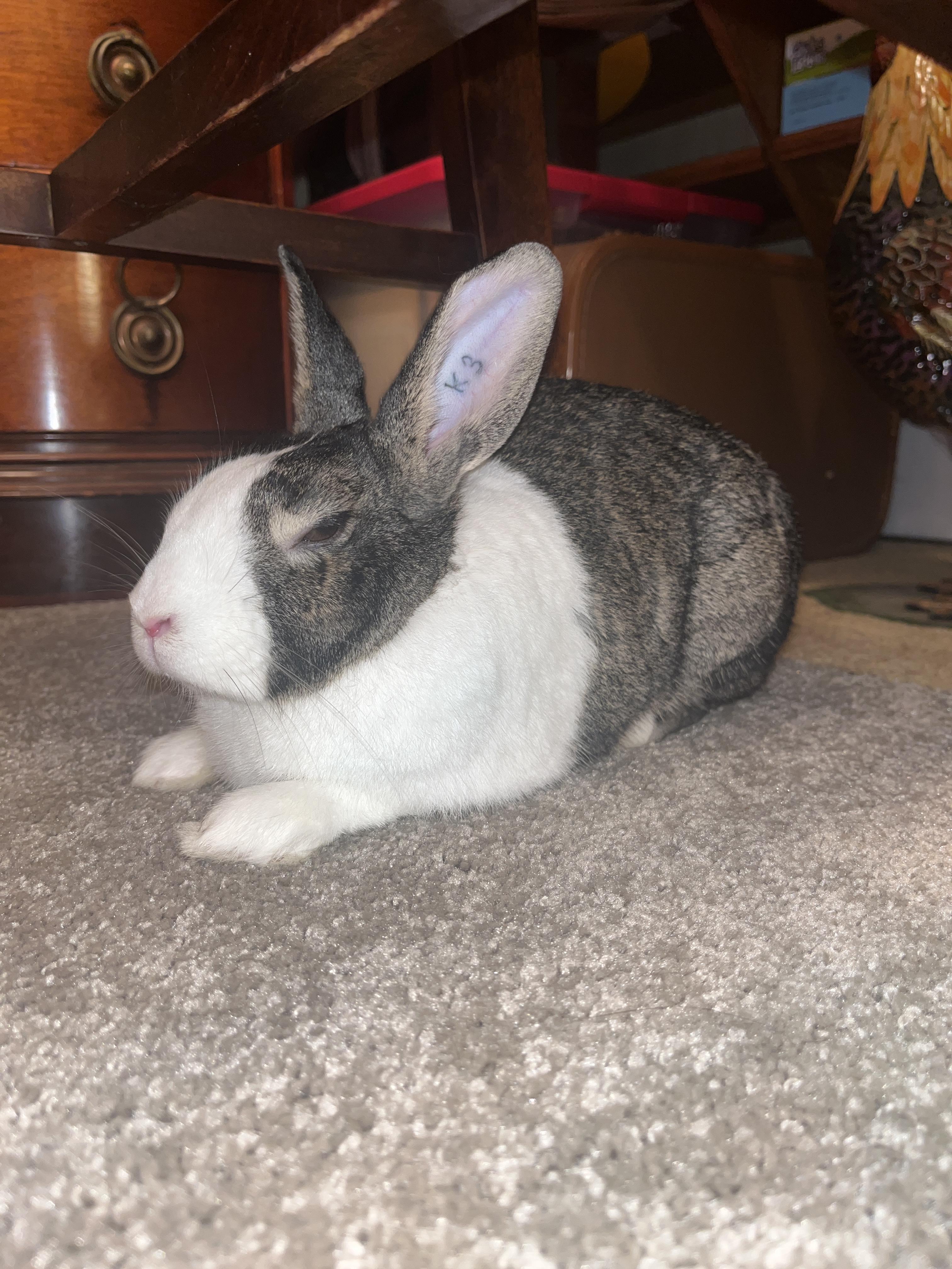 *Bloem, ADOPTABLE, Adult Female Dutch.