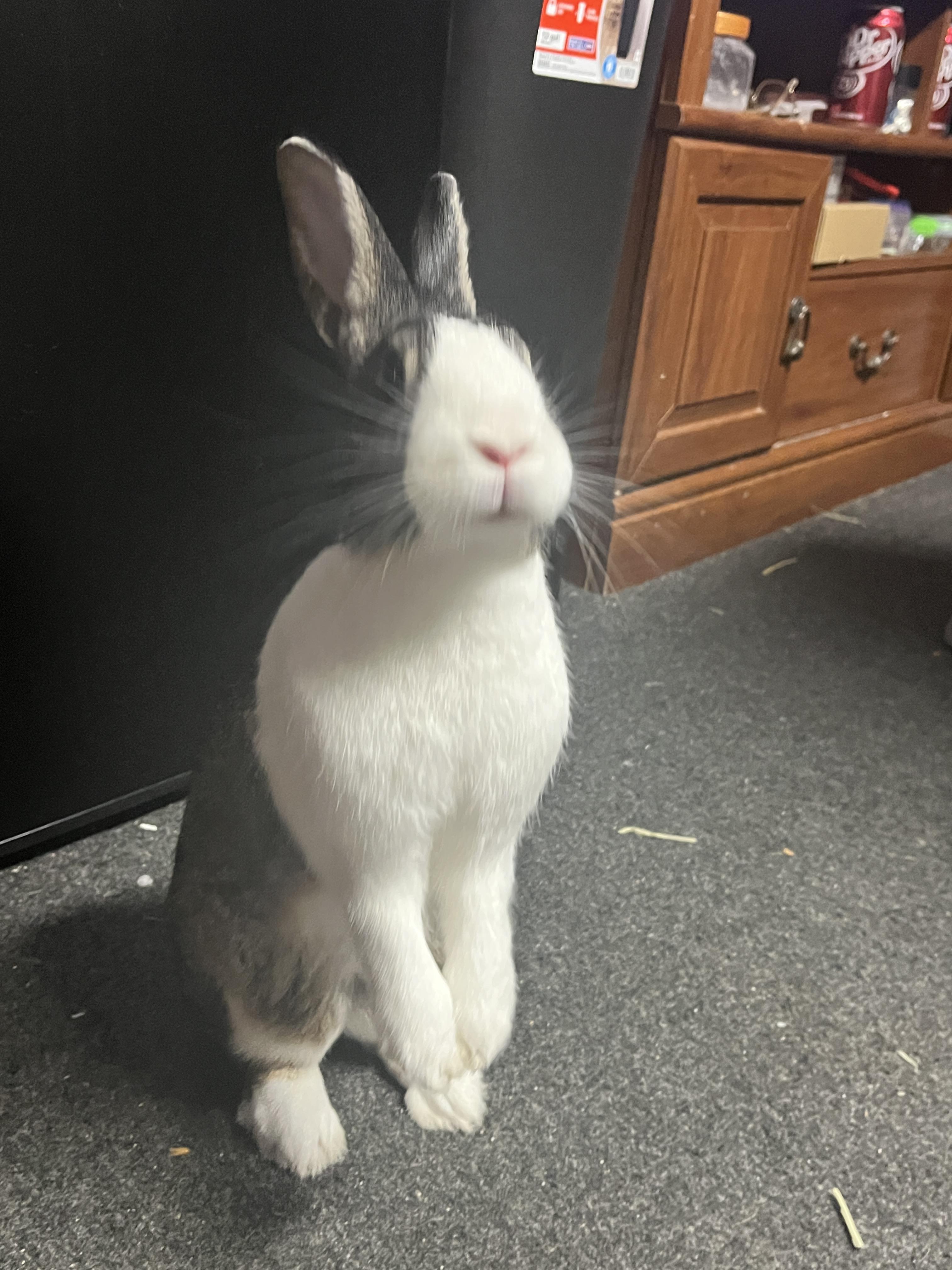 Enlarge *Bloem, a ADOPTABLE Dutch in Waynesboro, VA image 3/3