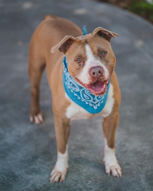 BILLY BOB, Adoptable, Adult Male American Bulldog & Mixed Breed.