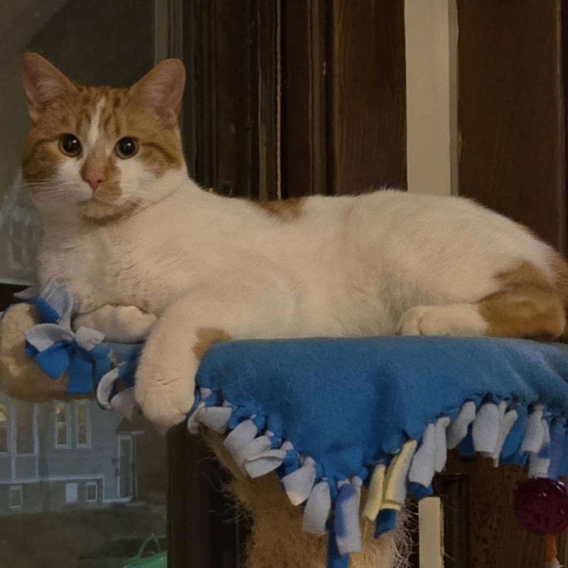 Loverboy Louie!, a ADOPTABLE Domestic Short Hair in Milwaukee, WI image 3/3
