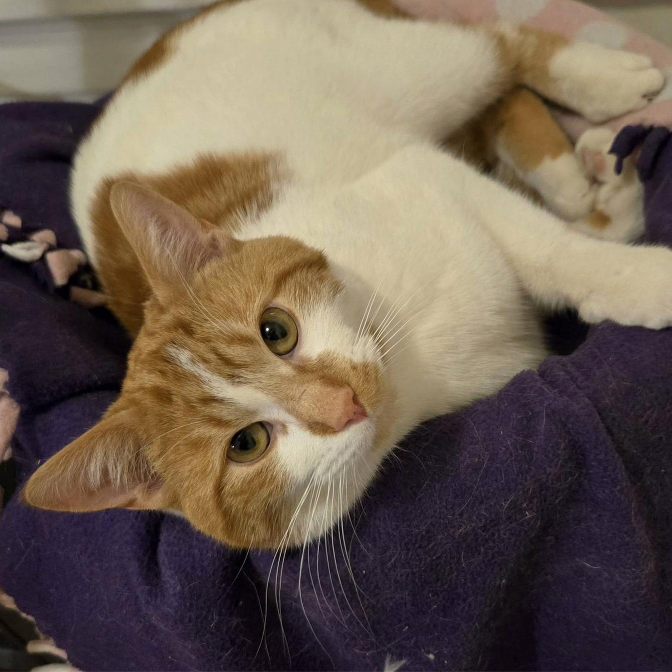 Loverboy Louie!, ADOPTABLE, Young Male Domestic Short Hair.