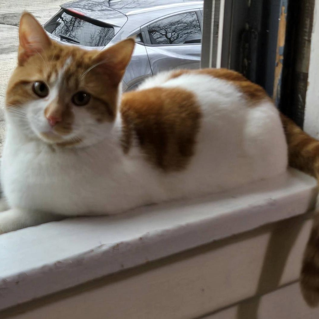 Loverboy Louie!, a ADOPTABLE Domestic Short Hair in Milwaukee, WI image 2/3