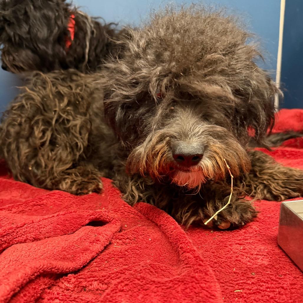 Flip, Adoptable, Adult Male Poodle & Mixed Breed.