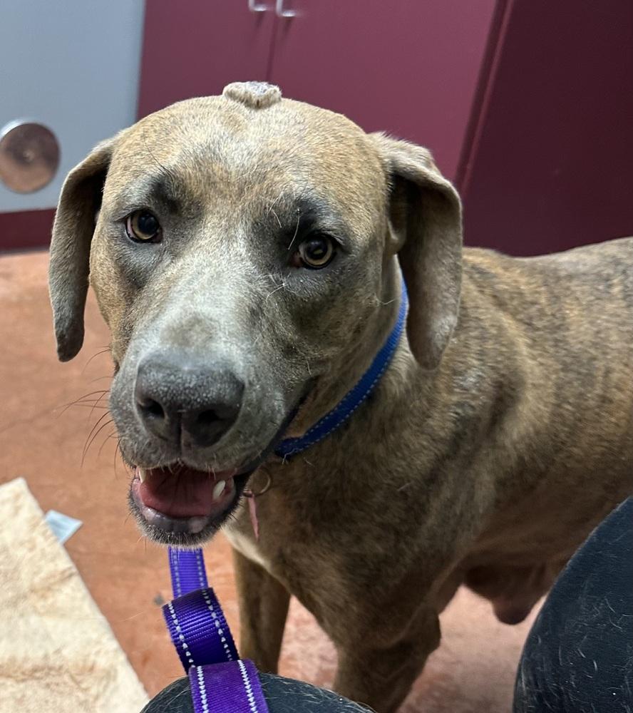 Enlarge Noelle, a Adoptable mixed breed in Louisa, VA image 1/4