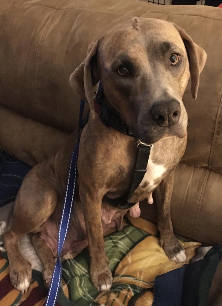 Enlarge Noelle, a Adoptable mixed breed in Louisa, VA image 2/6