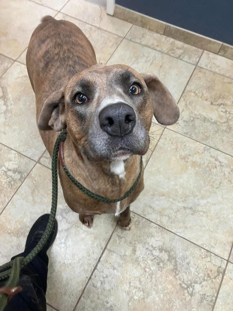 Enlarge Noelle, a Adoptable mixed breed in Louisa, VA image 3/6