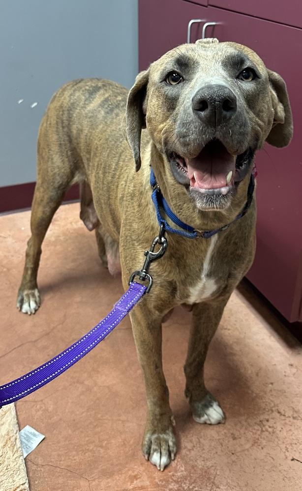 Enlarge Noelle, a Adoptable mixed breed in Louisa, VA image 3/4