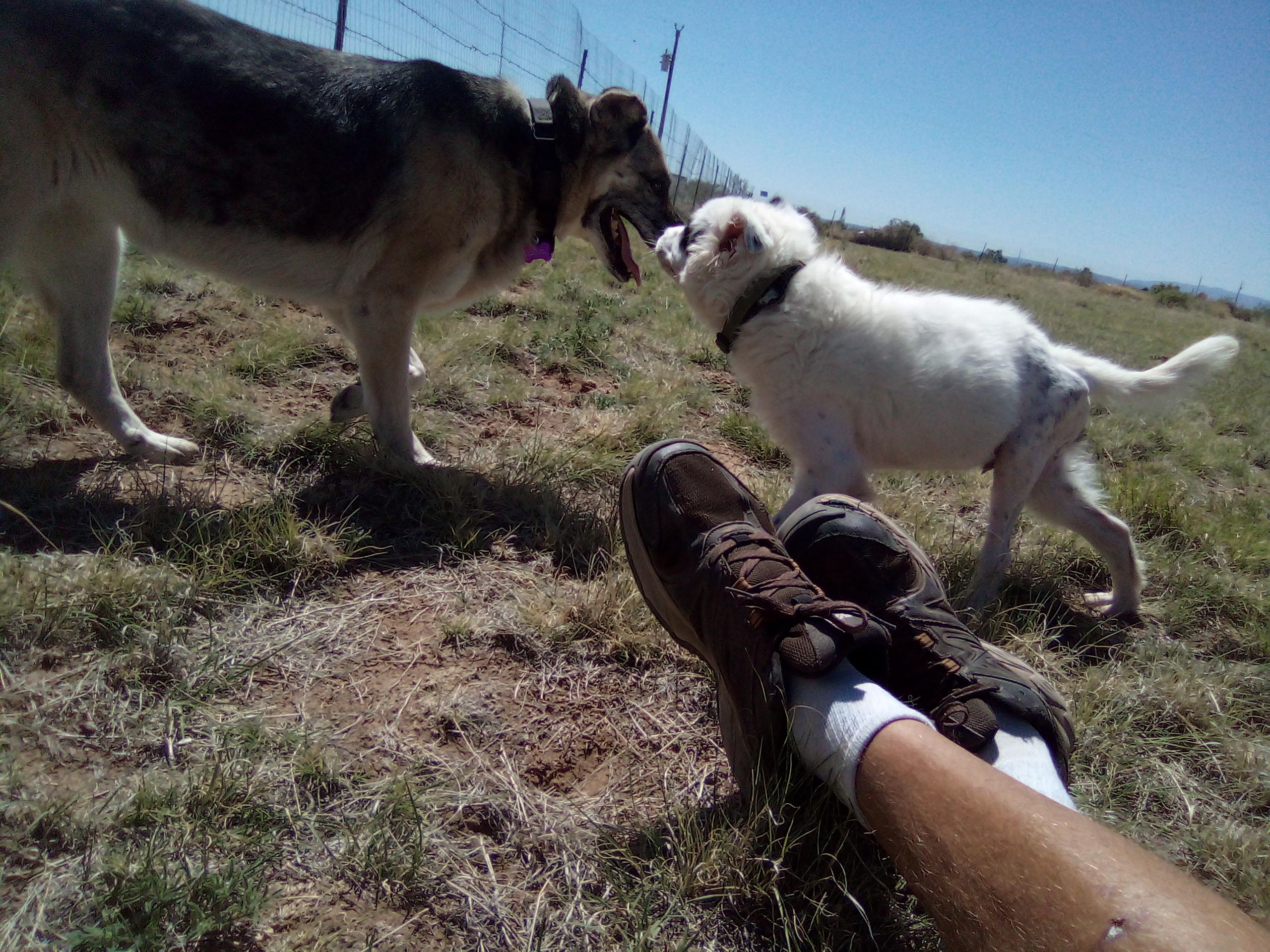 Tac, Adoptable, Young Male Australian Shepherd.
