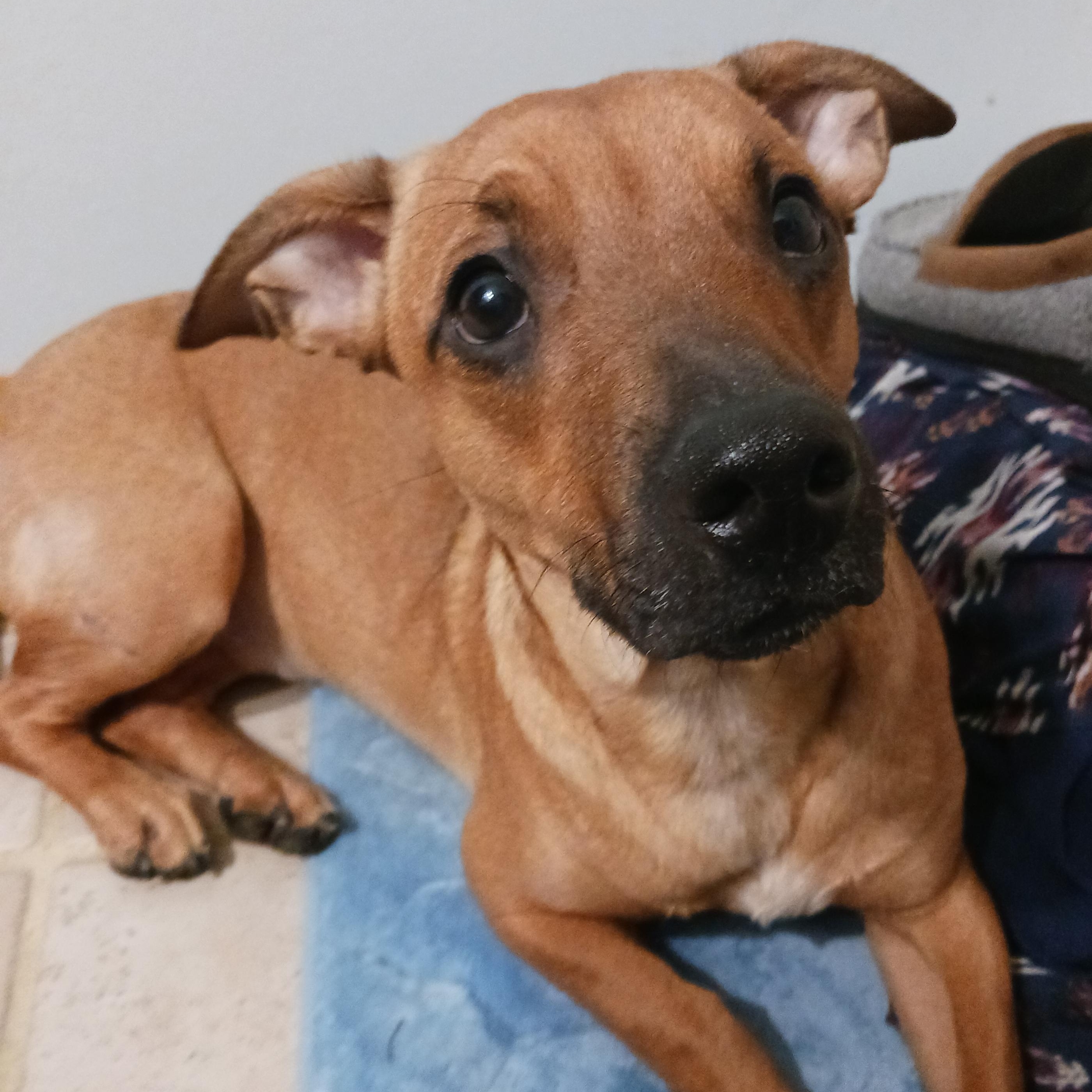 Cash, a ADOPTABLE mixed breed in Saint Marys, WV image 2/6