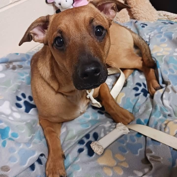 Cash, ADOPTABLE, Young Male Dachshund.