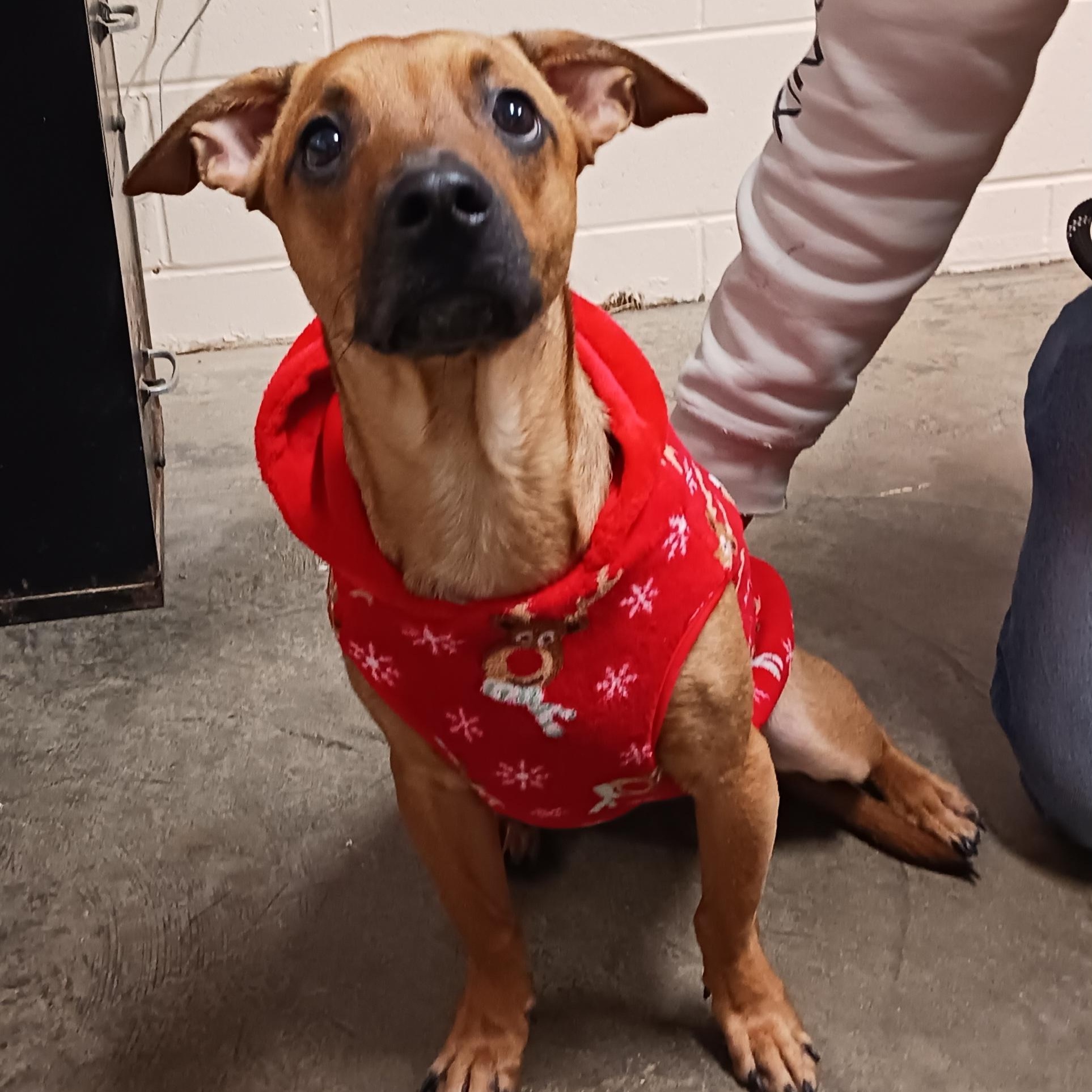 Cash, a ADOPTABLE mixed breed in Saint Marys, WV image 5/6