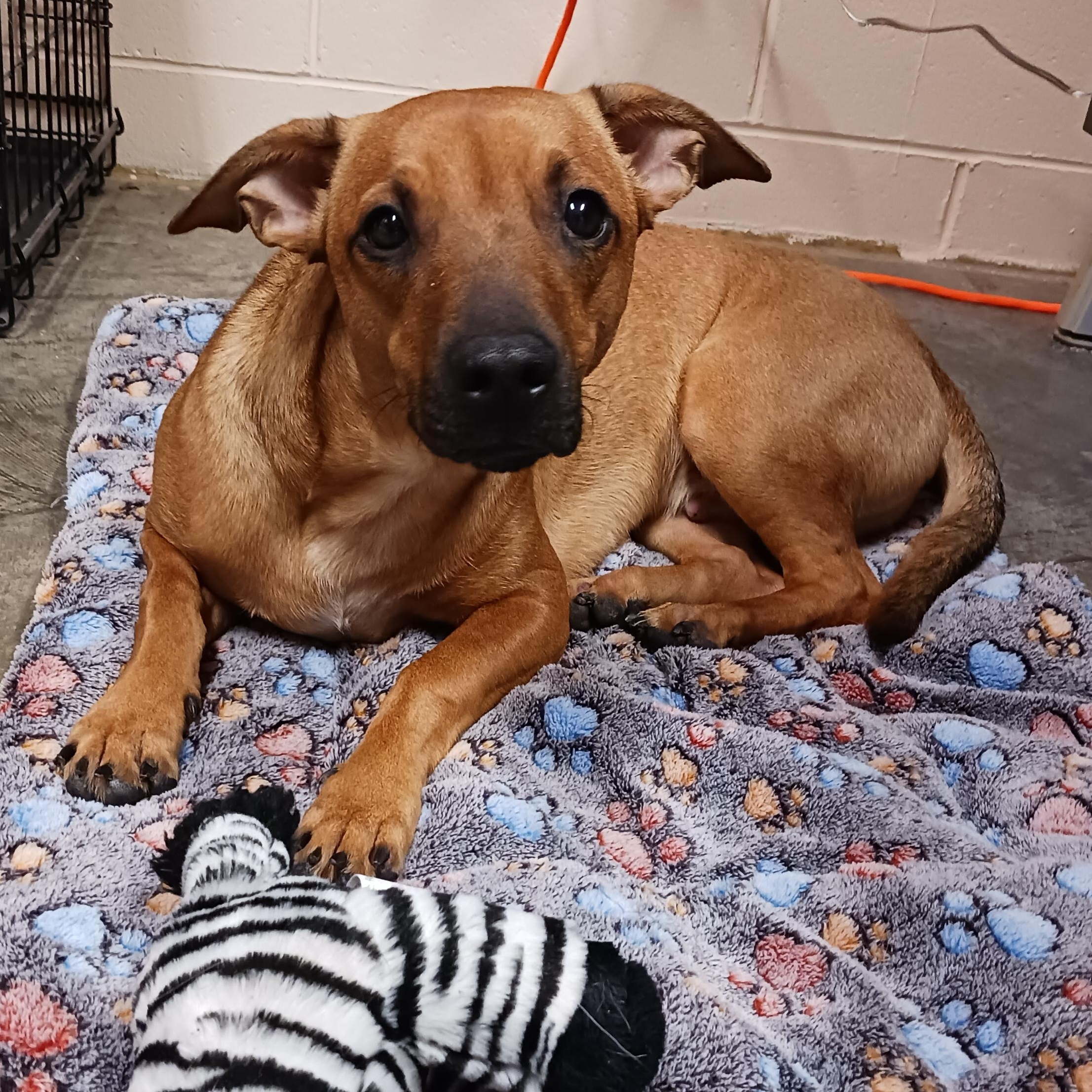 Cash, a ADOPTABLE mixed breed in Saint Marys, WV image 3/6