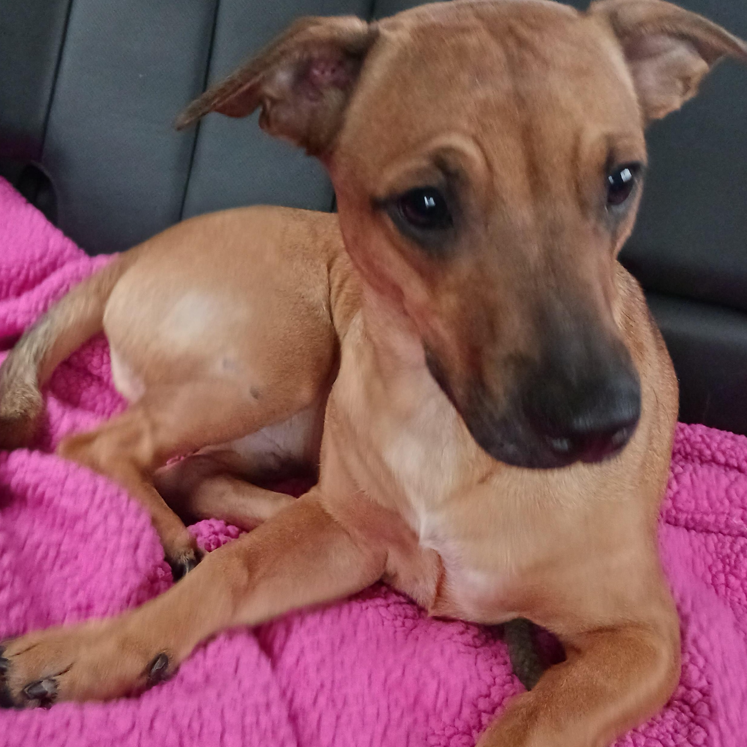 Cash, a ADOPTABLE mixed breed in Saint Marys, WV image 4/6