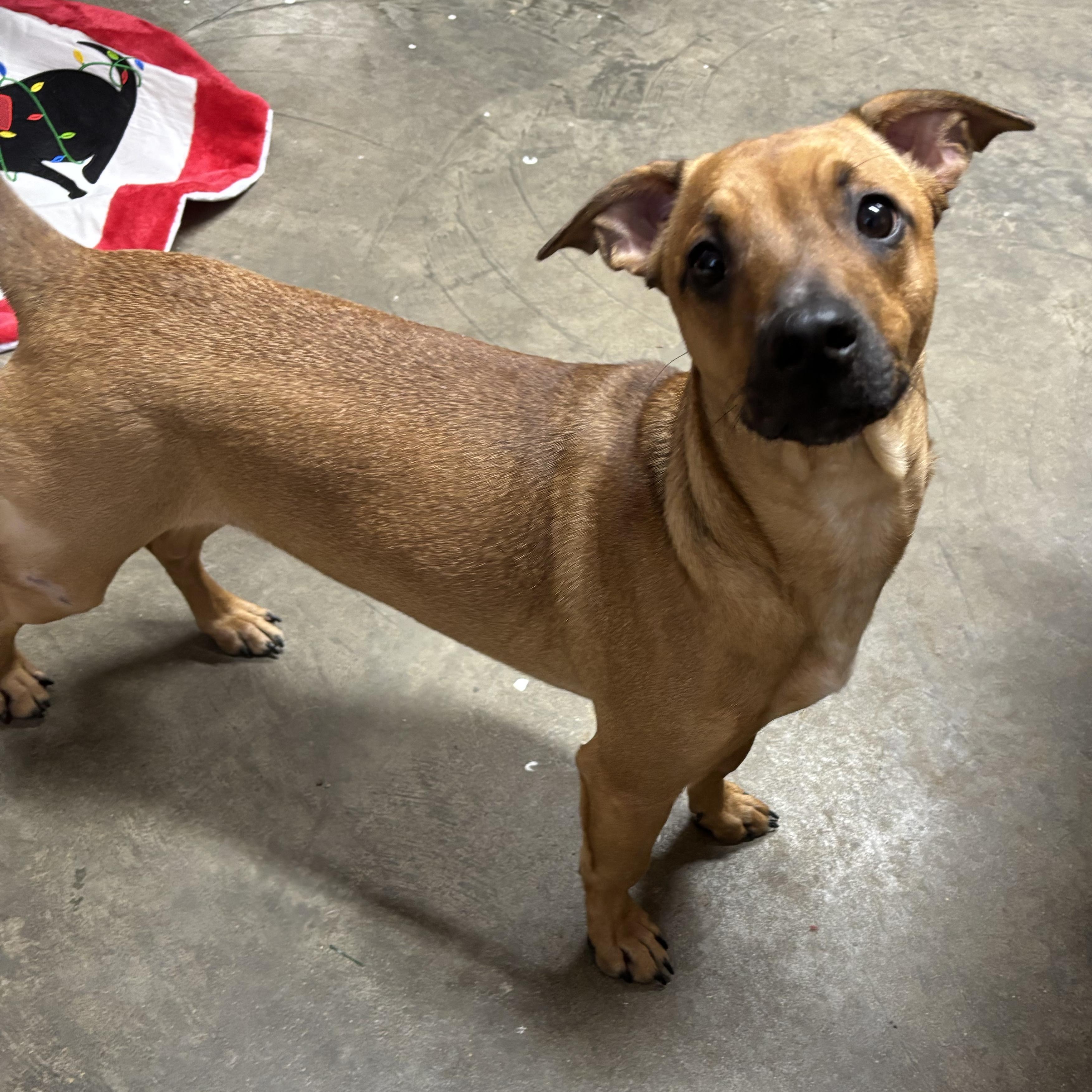 Cash, a ADOPTABLE mixed breed in Saint Marys, WV image 6/6