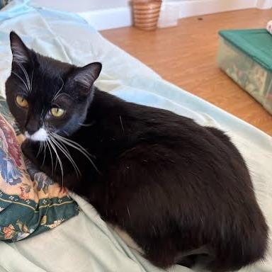 Enlarge Cookie, a Adoptable Domestic Short Hair in Hendersonville, NC image 1/6