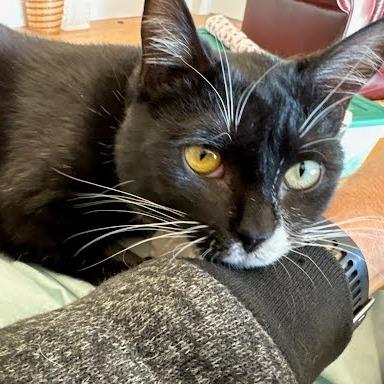 Enlarge Cookie, a Adoptable Domestic Short Hair in Hendersonville, NC image 3/6