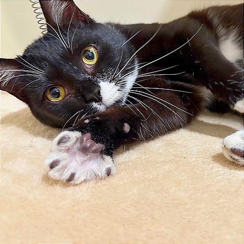 Enlarge Cookie, a Adoptable Domestic Short Hair in Hendersonville, NC image 4/6