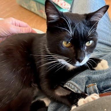 Enlarge Cookie, a Adoptable Domestic Short Hair in Hendersonville, NC image 5/6