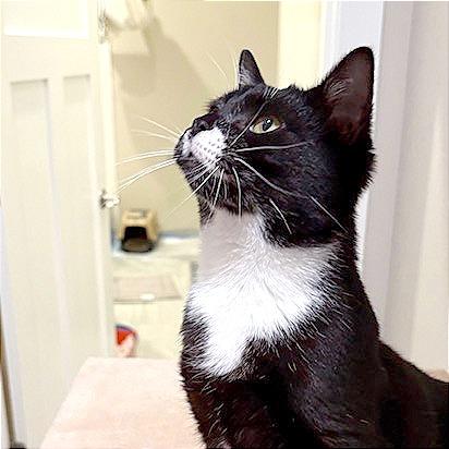 Enlarge Cookie, a Adoptable Domestic Short Hair in Hendersonville, NC image 6/6