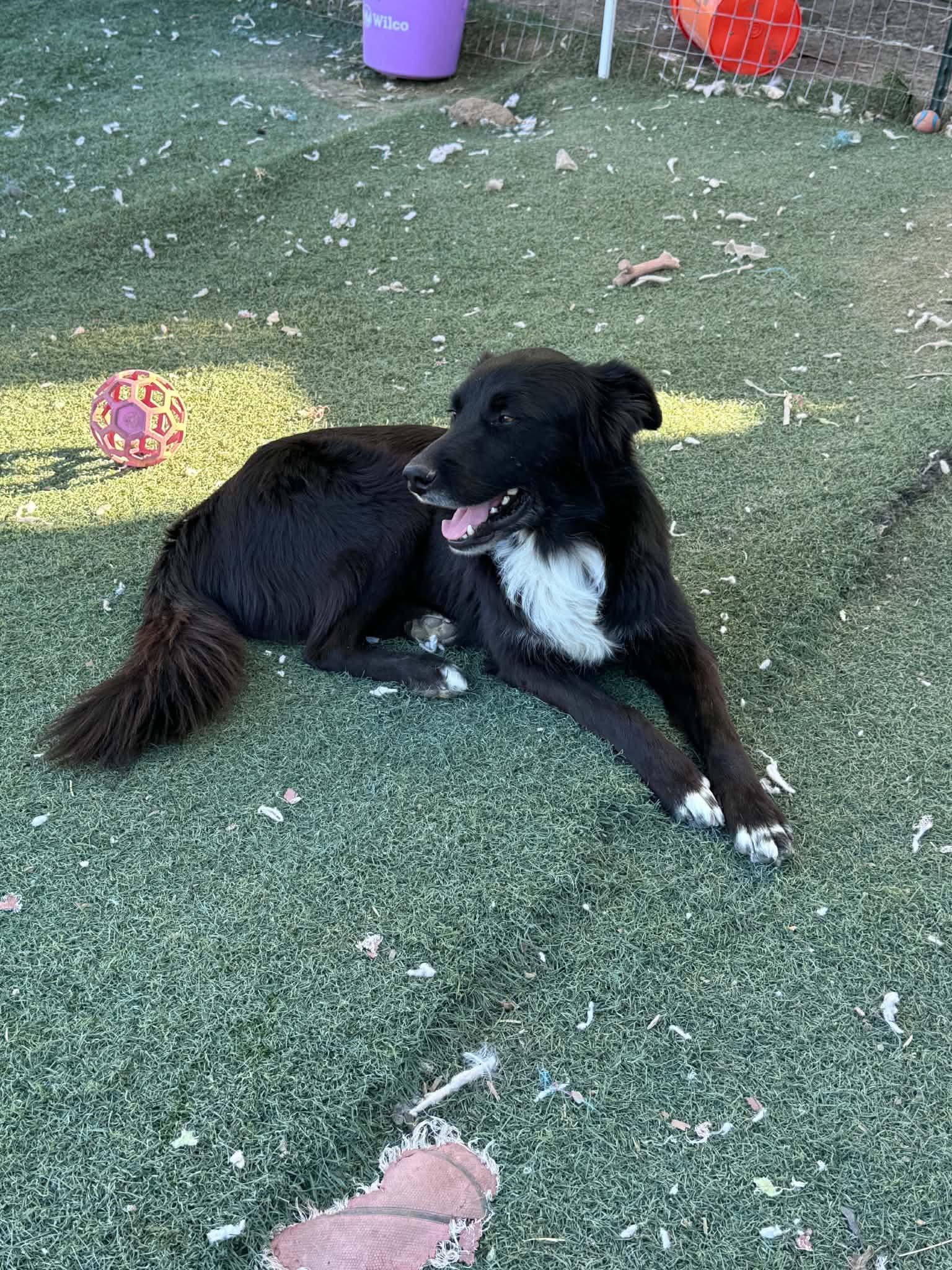 Enlarge Mason, a Adoptable mixed breed in Bend, OR image 2/2