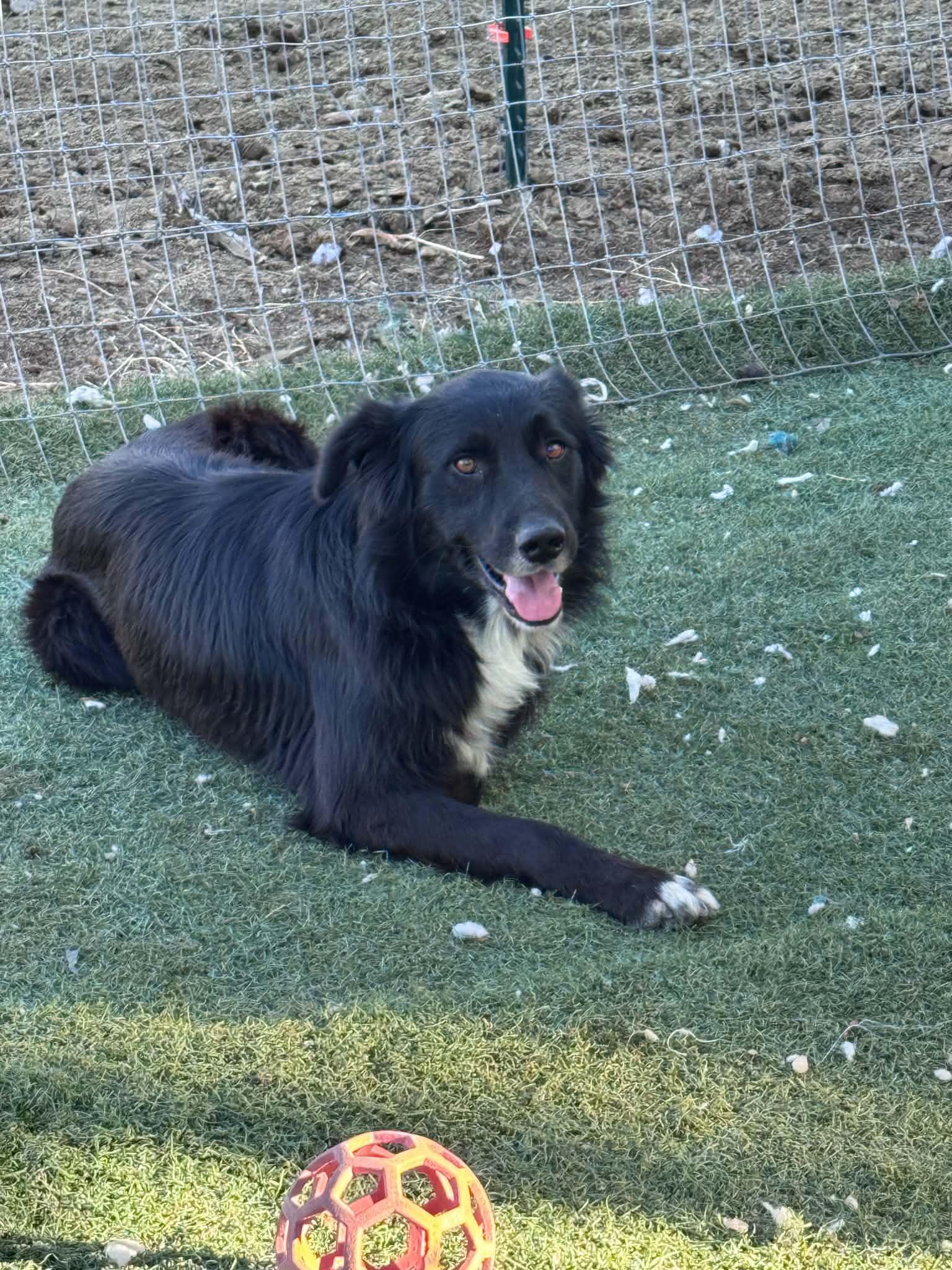 Mason, Adoptable, Adult Male Border Collie.