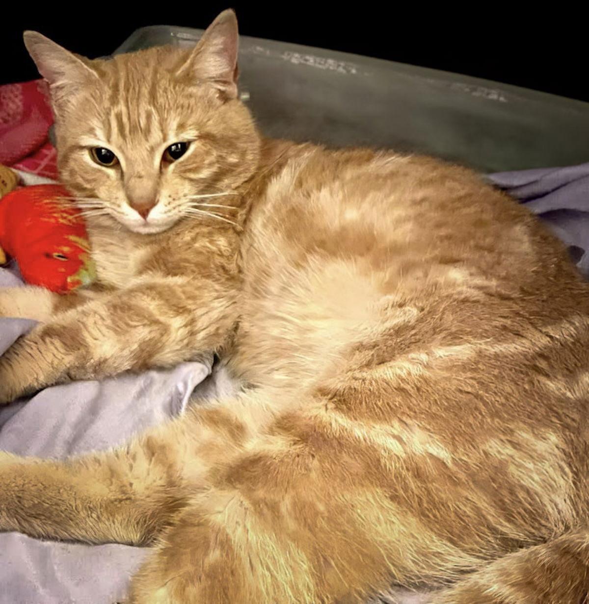 Indy, Adoptable, Young Male Domestic Medium Hair.